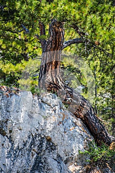 An overlooking landscape of Gates of the Mountain in Helena National Forest, Montana photo