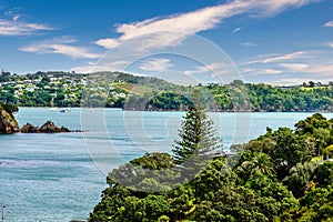 Overlooking Palm Beach, Waiheke