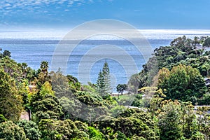 Overlooking Palm Beach, Waiheke