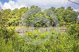 Overlooking an undisturbed pond