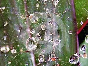 Overnight dew sprinkled on a Spider\'s web in my garden