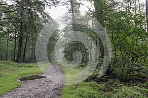 An overnight rain shower has left puddles in the Sprieldersbos, Netherlands