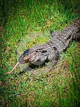 Overo lizard or common lizard in Uruguay