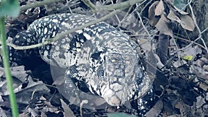 Overo lizard in the rural area that invades the family home and is cornered by a dog