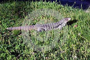 Overo lizzard in the fileds of Uruguay