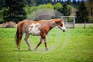 Overo patterned horse walking in pasture in the spring with brown and white coloring