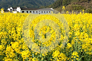 Overrall view of rural landscape in wuyuan county, jiangxi province, china