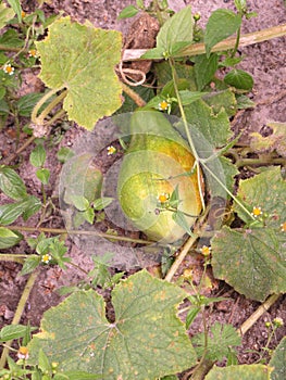 Overripe cucumber in a cucumber leaf yellow and green cuke photo