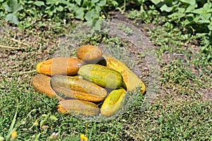 overripe cucumbers are lying on the grass
