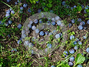 Overripe plums on the ground