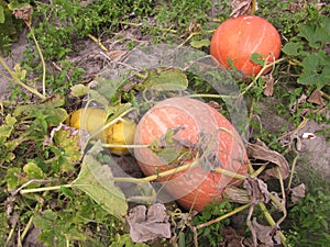 Overripe pumpkin in a pumpkin leaf yellow and green cuke