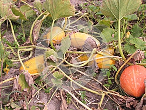 Overripe pumpkin in a pumpkin leaf yellow and green cuke