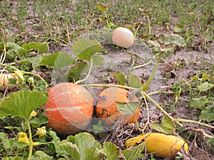 Overripe pumpkin in a pumpkin leaf yellow and green cuke photo