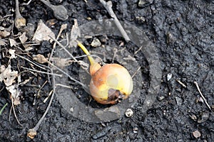 Overripe and rotten fruit of pear lies on the ground