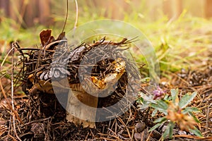 Overripe saffron milk cap grows in fallen needles and pinecones in forest, mushroom picking season, selective focus