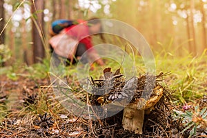 Overripe saffron milkcap in the forest and blurred mushroom picker in the background, selective focus