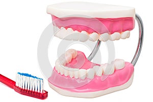 Oversize teeth prosthesis with toothbrush.
