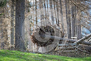 Overthrown tree with roots