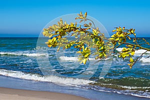 Overthrown tree on shore of the Baltic Sea