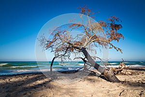Overthrown tree on shore of the Baltic Sea
