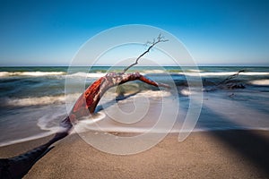 Overthrown tree on shore of the Baltic Sea