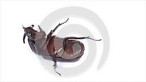 Overturn pose of Coconut rhinoceros beetle