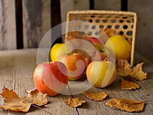 Overturned basket, apples and dry leaves
