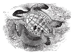 Overturned of Imbricated turtle, vintage illustration