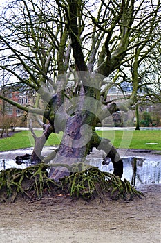 Large tree in VondelPark Amsterdam