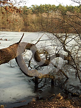 overturned tree over ice cover