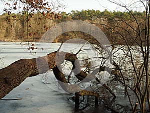 overturned tree over ice cover