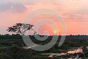 Overturned tree at sunset