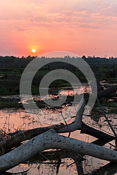 Overturned tree at sunset