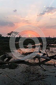 Overturned tree at sunset