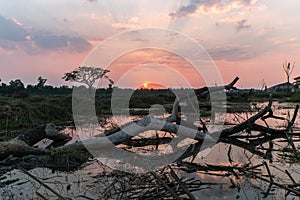 Overturned tree at sunset