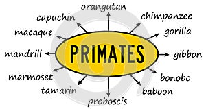 types of primates photo