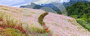 Overview buckwheat flower field on hill