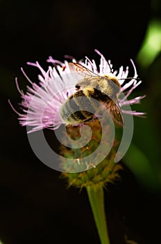 Overview of Bumble bee - Bombus ruderatus - pollinating a thistle