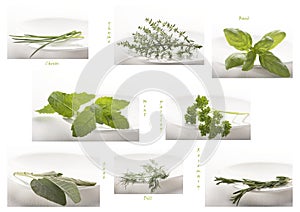Overview of common herbs, on a white plate, against white background