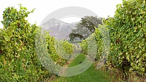 Overview of a greenness field of grapevine