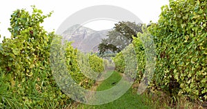 Overview of a greenness field of grapevine