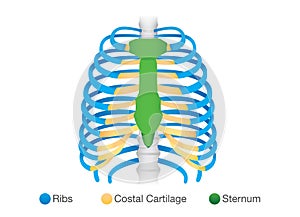 Overview of human rib structure.
