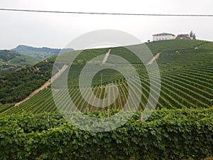 Overview of the Langhe hills and its vineyards