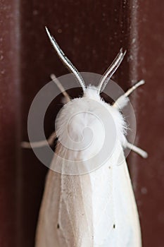 Overview of male white Virginia tiger moth on brown, focus on antennae