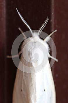 Overview of male white Virginia tiger moth on brown, focus on fur