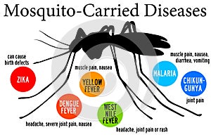 Mosquito carried diseases photo