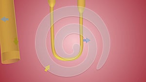 Overview of Nephron Function Loop of Henle