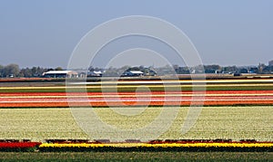 Overview over blooming bulbfields