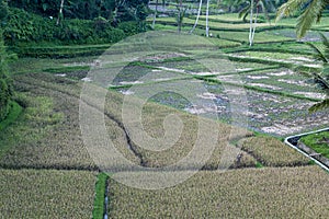 Overview of a rice field surrounded by palm trees in Indonesia