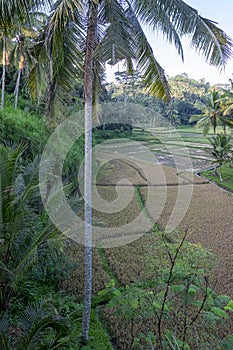 Overview of a rice field surrounded by palm trees in Indonesia